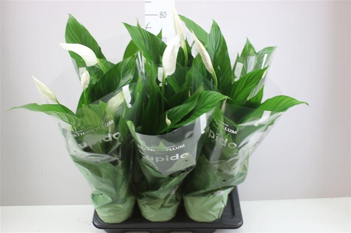 <h4>Spathiphyllum Bingo Cupido</h4>