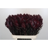 Leucadendron Saf Sunset Dark Red