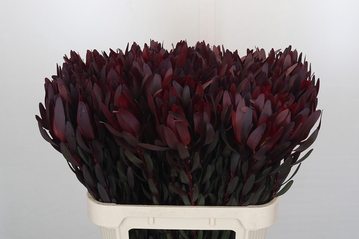 Leucadendron Saf Sunset Dark R.