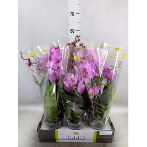 Phalaenopsis   ...rose