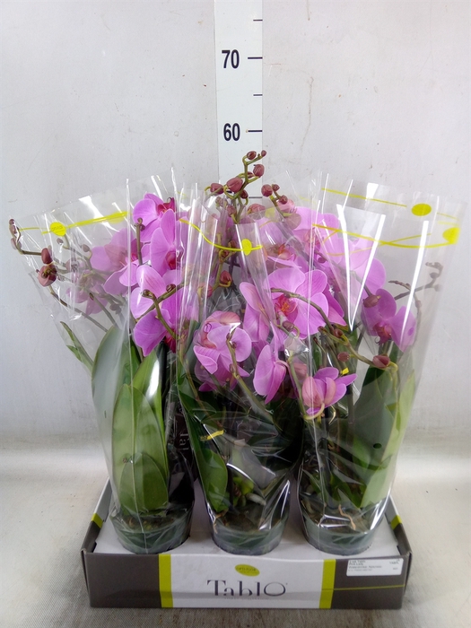 <h4>Phalaenopsis   ...rose</h4>