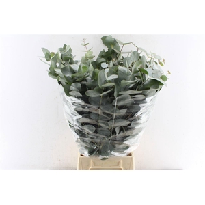 EUC CINEREA PER BOS