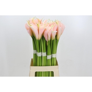 Zantedeschia Eydolls Salmon