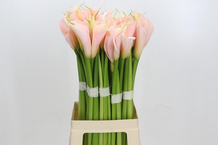 Zantedeschia Eydolls Salmon
