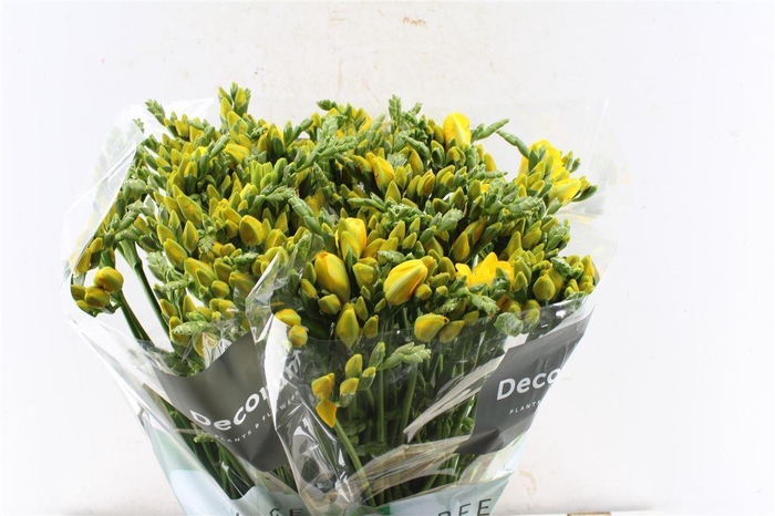 <h4>Fr Du Boulevard Yellow</h4>