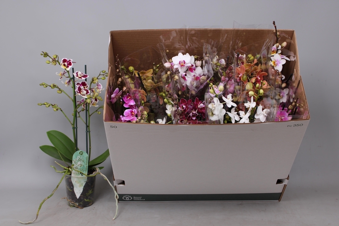 <h4>PHAL MF GEM 8 KL</h4>