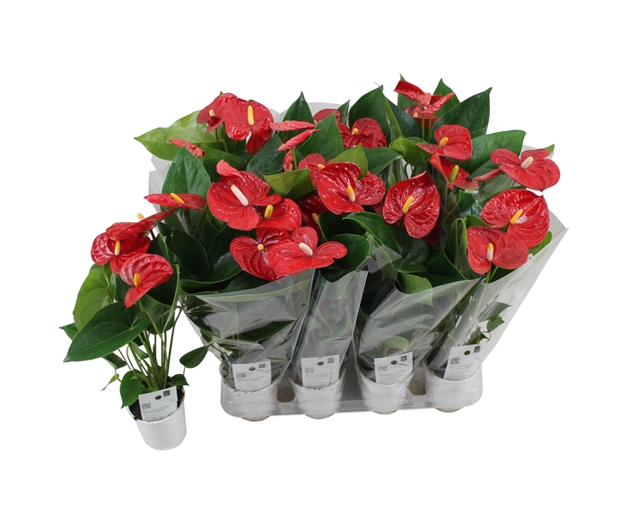 <h4>Anthurium XL.9 Jambo Red 9cm met blanco hoes</h4>