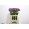 Allium Violet Beauty