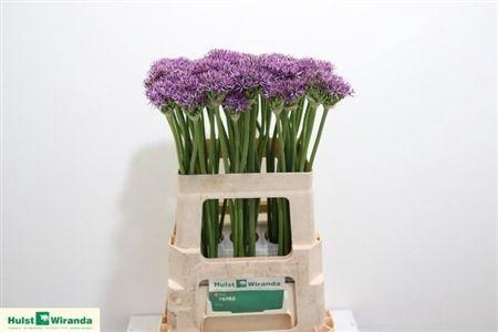 Allium Violet Beauty