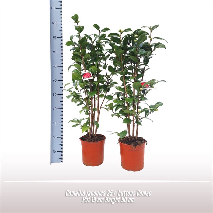 <h4>Camellia japonica struik</h4>