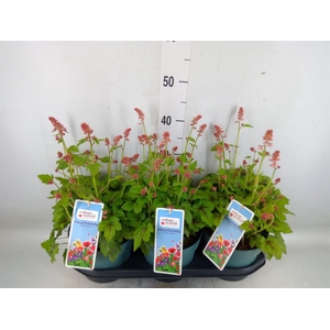 Heucherella  'Pink Revolution'