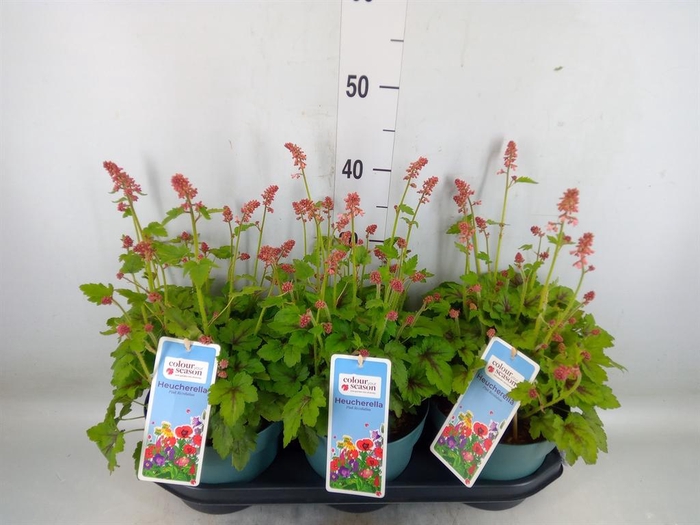<h4>Heucherella  'Pink Revolution'</h4>