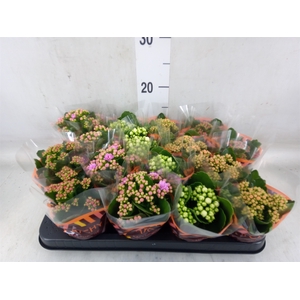 Kalanchoe blos.   ..rosebud mix  5