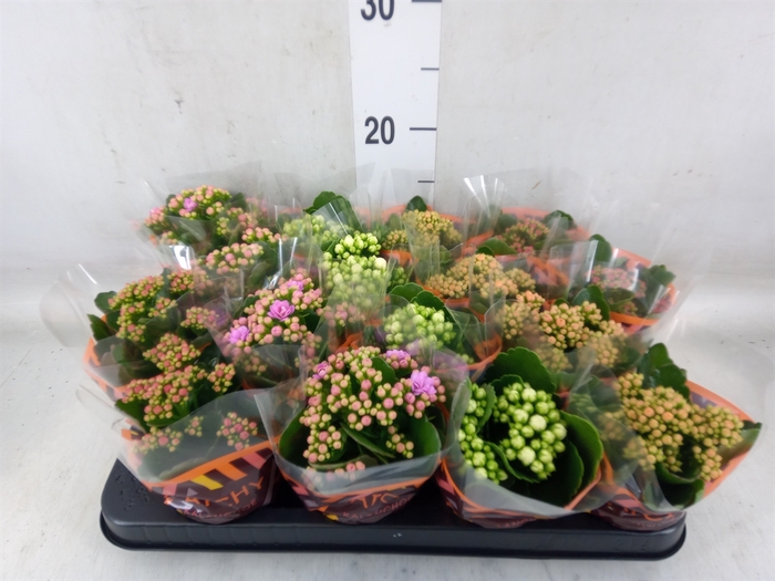 <h4>Kalanchoe blos.   ..rosebud mix  5</h4>