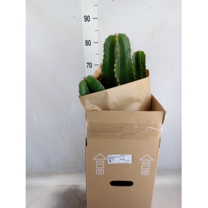 Euphorbia ingens