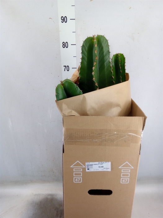<h4>Euphorbia ingens</h4>