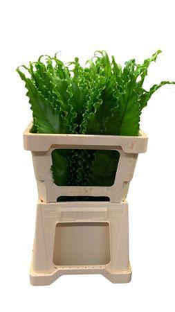 <h4>Asplenium ( Osaka 50cm )</h4>