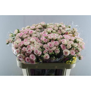 R Tr Creamy Twister L70