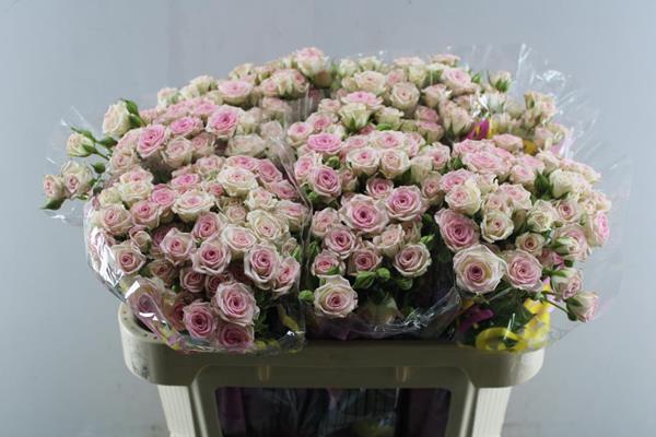 <h4>R Tr Creamy Twister L70</h4>