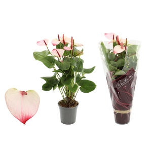Anthurium 17 cm Amalia Elegance in Couture Diamond sleeve