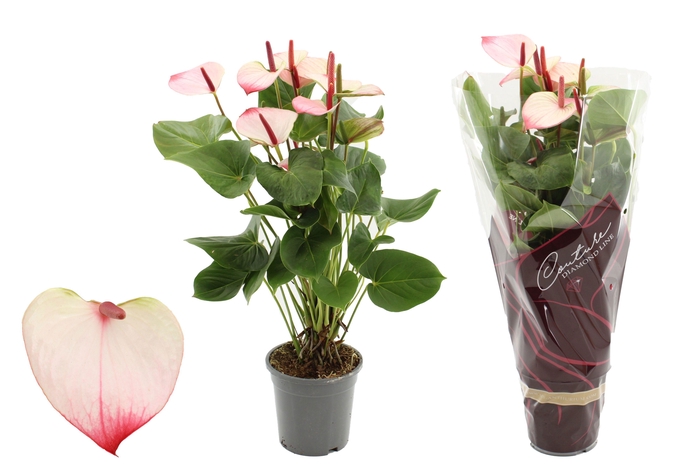 <h4>Anthurium 17 cm Amalia Elegance in Couture Diamond sleeve</h4>