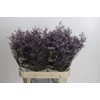 Limonium Safora Lilac