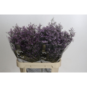 Limonium ov Safora Lilac