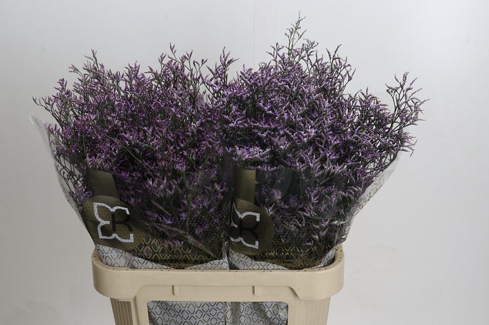 <h4>Limonium ov Safora Lilac</h4>