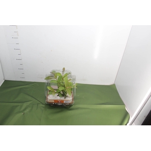 BONSAI FRUTA VASO PLASTICO 1.1L