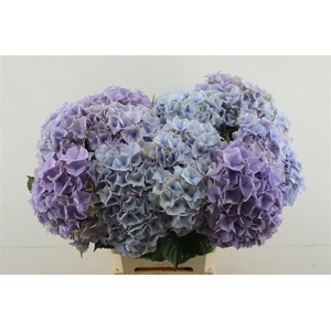 Hydr M My Minerva 65-20 (nl)