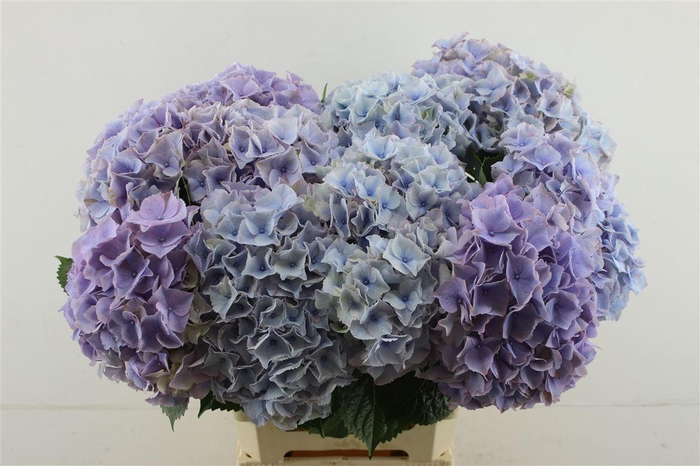 <h4>Hydr M My Minerva 65-20 (nl)</h4>