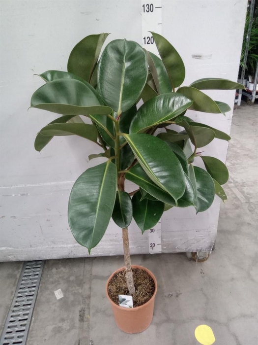 <h4>Ficus   ...</h4>