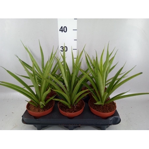Sansevieria cyl.  ...