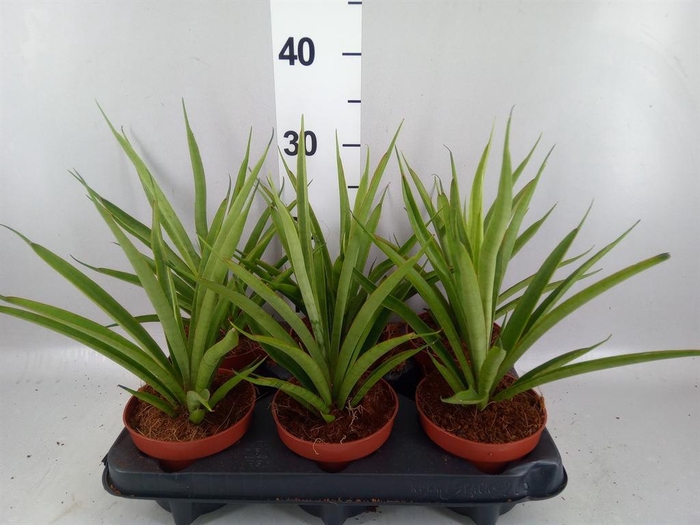 <h4>Sansevieria cyl.  ...</h4>