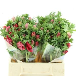 Anem Co Mar Red