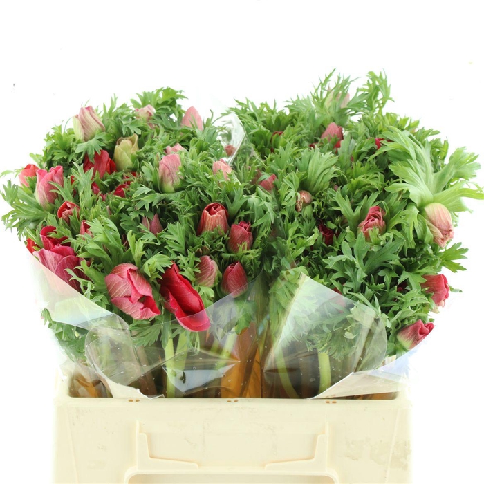 <h4>Anem Co Mar Red</h4>