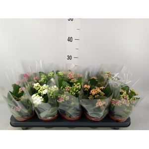 Kalanchoe blos.   ..rosebud mix  5
