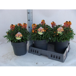 Erysimum  'Fragrant Sunshine'