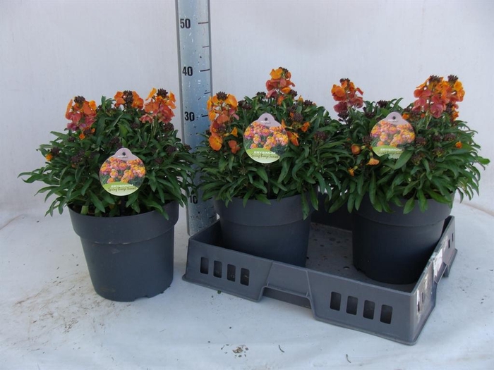 Erysimum  'Fragrant Sunshine'