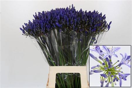 <h4>Agap Eyfori Blue</h4>