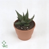 Aloe broomii
