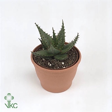 Aloe broomii