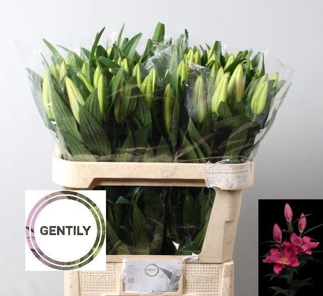 <h4>LI OR TARRANGO</h4>