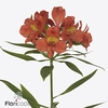 Alstroemeria cinnamon
