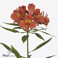 Alstroemeria cinnamon