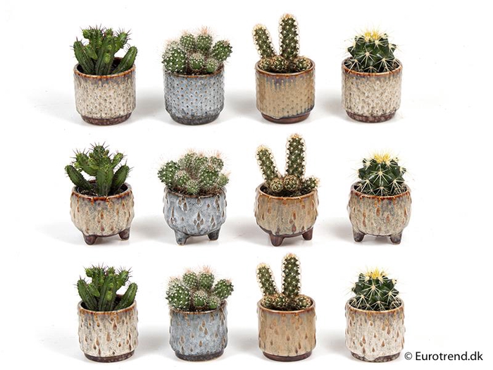 CACTUS MIX P6 E 2116