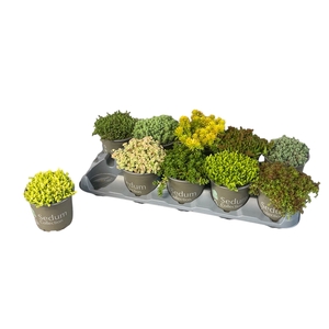 SEDUM GEM