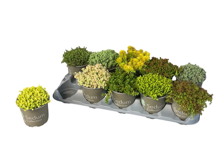 <h4>SEDUM GEM</h4>
