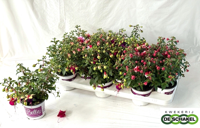 <h4>FUCHSIA B F GEM</h4>