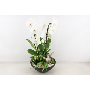 arr2 PL - Ebbischaal x2 phal. wit